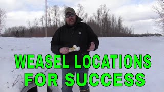 trapping weasels LOCATIONS BASICS [upl. by Ajak]