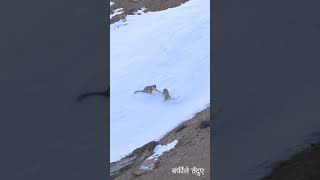 Snow Leopard  Spiti Valley  Himachal  The Maantrip maantrip [upl. by Rosana]