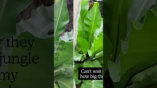 Growing Birds Nest Ferns The Natural Way [upl. by Amol]