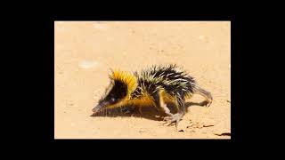 striped tenrec [upl. by Blanca]