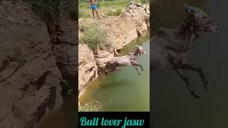 Khillar Bull jumping bullspower👍 subscribe [upl. by Sena]