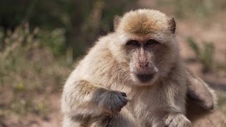 berberaffen baby barbary macaquemacaque baby animalzoo erfurtbaby animals makake zooZoo Erfurt 4 [upl. by Ataynik86]