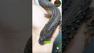 “Earless Monitor Lizard The Rare and Mysterious Reptile” [upl. by Ellenet]