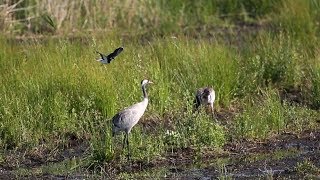 Kievit valt kraanvogels aan  Zelf Geschoten  Vroege Vogels [upl. by Portwin]