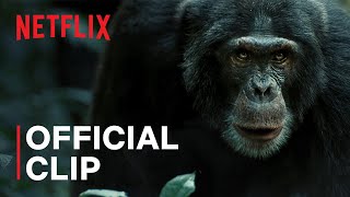 Chimp Empire  Chimps Go to War  Netflix [upl. by Dicks]