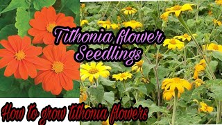 Tithonia flower Seedlings how to grow tithonia plant summer flower plant by gardenlover [upl. by Rudolfo]