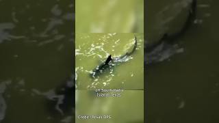 Shark Attacks 4 People on Texas South Padre Island [upl. by Airamanna]