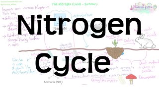 Nitrogen Cycle  Revision for Biology GCSE and IGCSE [upl. by Medor185]