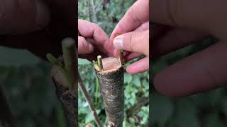 Simple Plants Grafting Tutorial plants grafting tree graft nature farming fruittrees yt [upl. by Pattin302]