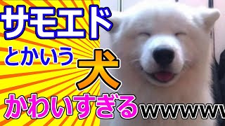 【2ch動物スレ】サモエドとかいう犬、かわいすぎる [upl. by Adamski]