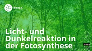 Licht und Dunkelreaktion in der Fotosynthese – Biologie  Duden Learnattack [upl. by Zwiebel266]