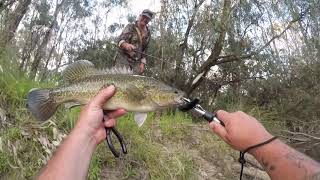 Action filled Murray cod fishing adventure with dad [upl. by Carilla]