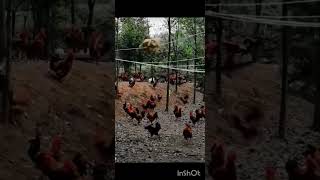 only one hen the rest roosters funnyvideo shorts [upl. by Dagley]