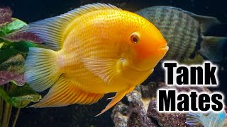 Top 10 Tank Mates for Severum Cichlids [upl. by Frodi522]