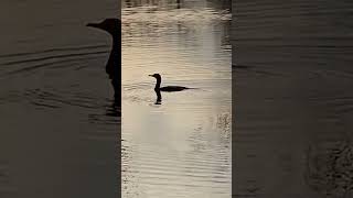 Cormorant 2 on 110224 [upl. by Oralie]