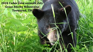 2024 Cades Cove animals July [upl. by Nataline922]