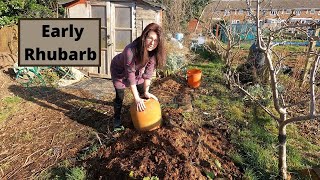 How To Grow Rhubarb  Allotment Gardening For Beginners [upl. by Ietta]