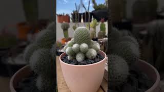 Mammillaria candida or snowball cactus [upl. by Enahc]