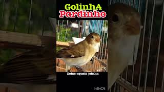 OLHA O CANTO DESSE GOLINHA PARDO  coleira papacapim aves [upl. by Akierdna467]