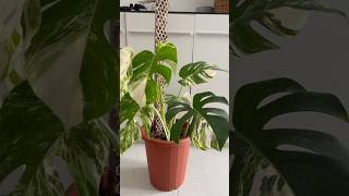 Koleksiku 💐 monsteraplant monstera monsteravariegata monsteraobliqua [upl. by Zenia655]