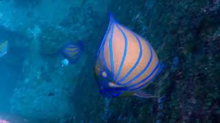 Angelfish Pomacanthus annularis Mu Ko Surin [upl. by Basile]