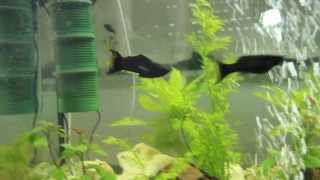 Sailfin Black Mollies Mating [upl. by Leigha]