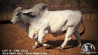 AU ALBIDUS BRAHMAN PRODUKSIEVEILING 26 OKT 2024 11H WARMBAD VEEMARKBELABELA [upl. by Thorlie]