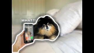 Using My Dogs Favourite Words During A Call  Funny [upl. by Donatelli185]