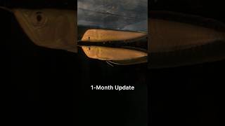 Arowana Growth Update [upl. by Estella]