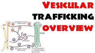 Vesicle trafficking  vesicle transport in cell [upl. by Kalli]