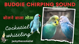 Bolne wala tota  Parrot in my balcony  Budgie chirping sound  Talking Parrot  Hindi 2024 [upl. by Maynard530]