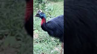 Southern Cassowarybirds shortvideo zoo nature colourfulanimals [upl. by Nosemyaj684]