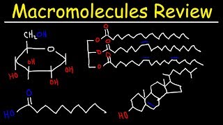 Macromolecules Review [upl. by Urania]