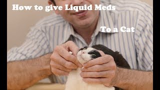 How to give liquid medication to a cat [upl. by Adnaugal]