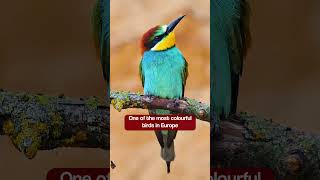 Bird Sounds  European Beeeaters Vibrant Colours amp Call birds [upl. by Dmitri735]