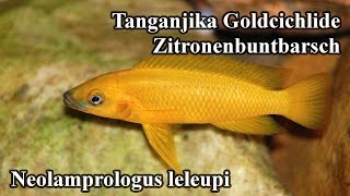 Tanganjika Goldcichlide  Zitronenbuntbarsch  Neolamprologus leleupi [upl. by Nazarius]