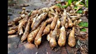 Arrow Root or Uraro Maranta arundinacea  WILD EDIBLE [upl. by Ayana762]