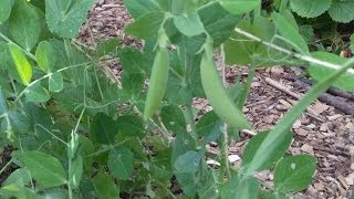 Peas Nitrogen Fixation and Succession Planting [upl. by Sower]