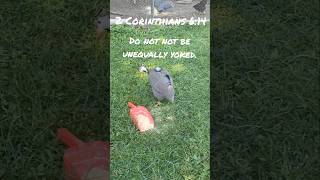 Unequally yoked Baby Rooster shorts cuteanimals funnyanimals relationship love christian [upl. by Alison892]