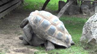 Giant Tortoises mating  Tortugas Gigantes reproduciéndose  Prague Zoo 2013 [upl. by Leonardo391]