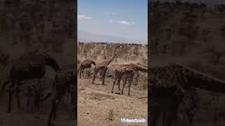 Ngorongoro Conservation Area in northern Tanzania🔥 [upl. by Bakeman]