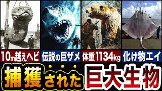 捕獲された巨大生物たちがロマンありすぎ…捕獲された巨大生物5選【ゆっくり解説】 [upl. by Naawaj]