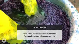 Interesting facts about Indigo Dye  Natural Dye [upl. by Lozano792]