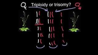 Triploidy or Trisomy what is the difference [upl. by Horatia]