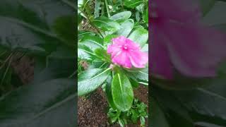 Vinca Rosea  My Garden and Banappoo [upl. by Amron]