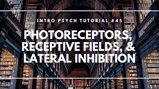 Photoreceptors Receptive Fields and Lateral Inhibition Intro Psych Tutorial 45 [upl. by Carine]