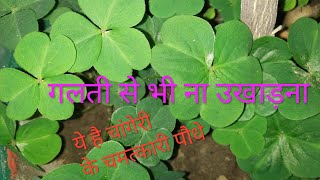 Indian Sorrel  Changeri plants Ayurvedic benefits [upl. by Rhoads]