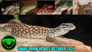 REPTILE ROOM UPDATE OCTOBER 2024 Pt 22 [upl. by Marie-Ann608]