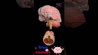 BRAIN ANATOMY 🧠 STRUCTURES DISSECTION 🤯 MEDICAL ARTS 🎥SHORTS [upl. by Angrist]