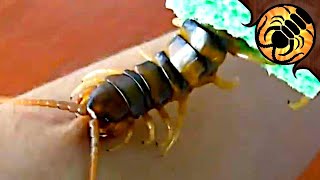 Giant Centipede BITES ME [upl. by Rog]